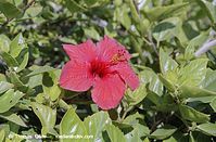 Dateiname=Flora-Strauch-Hibiskus-200111-188.jpg
Dateigröße=209KB
Abmessungen: 720x473
hinzugefügt am: 01. April 2014 Flora-Strauch-Hibiskus-200111-188.jpg
