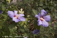 Dateiname=Flora-Strauch-Hibiskus-20060818-12.jpg
Dateigröße=164KB
Abmessungen: 720x480
hinzugefügt am: 01. April 2014 Flora-Strauch-Hibiskus-20060818-12.jpg