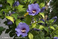 Dateiname=Flora-Strauch-Hibiskus-20080806-08.jpg
Dateigröße=202KB
Abmessungen: 720x484
hinzugefügt am: 01. April 2014 Flora-Strauch-Hibiskus-20080806-08.jpg