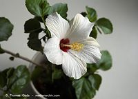Dateiname=Flora-Strauch-Hibiskus-20080906-10.jpg
Dateigröße=136KB
Abmessungen: 720x519
hinzugefügt am: 01. April 2014 Flora-Strauch-Hibiskus-20080906-10.jpg