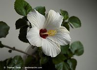 Dateiname=Flora-Strauch-Hibiskus-20080906-12.jpg
Dateigröße=126KB
Abmessungen: 720x522
hinzugefügt am: 01. April 2014 Flora-Strauch-Hibiskus-20080906-12.jpg