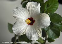 Dateiname=Flora-Strauch-Hibiskus-20080906-14.jpg
Dateigröße=146KB
Abmessungen: 720x509
hinzugefügt am: 01. April 2014 Flora-Strauch-Hibiskus-20080906-14.jpg