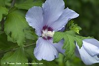 Dateiname=Flora-Strauch-Hibiskus-20100730-036.jpg
Dateigröße=149KB
Abmessungen: 720x480
hinzugefügt am: 01. April 2014 Flora-Strauch-Hibiskus-20100730-036.jpg