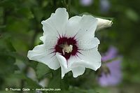 Dateiname=Flora-Strauch-Hibiskus-20100730-037.jpg
Dateigröße=128KB
Abmessungen: 720x480
hinzugefügt am: 01. April 2014 Flora-Strauch-Hibiskus-20100730-037.jpg