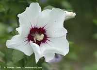 Dateiname=Flora-Strauch-Hibiskus-20100730-038.jpg
Dateigröße=117KB
Abmessungen: 720x520
hinzugefügt am: 01. April 2014 Flora-Strauch-Hibiskus-20100730-038.jpg