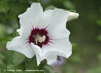 Flora-Strauch-Hibiskus-20100730-038.jpg