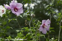 Dateiname=Flora-Strauch-Hibiskus-20100815-30.jpg
Dateigröße=152KB
Abmessungen: 720x480
hinzugefügt am: 01. April 2014 Flora-Strauch-Hibiskus-20100815-30.jpg