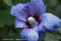 Dateiname=Flora-Strauch-Hibiskus-20100918-30.jpg
Dateigröße=142KB
Abmessungen: 720x480
hinzugefügt am: 01. April 2014 Flora-Strauch-Hibiskus-20100918-30.jpg