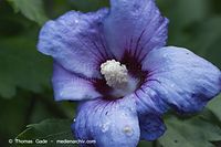 Flora-Strauch-Hibiskus-20100918-30.jpg