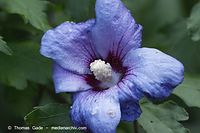 Dateiname=Flora-Strauch-Hibiskus-20100918-32.jpg
Dateigröße=149KB
Abmessungen: 720x480
hinzugefügt am: 01. April 2014 Flora-Strauch-Hibiskus-20100918-32.jpg