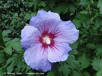 Dateiname=Flora-Strauch-Hibiskus-2010827-017.jpg
Dateigröße=189KB
Abmessungen: 720x541
hinzugefügt am: 01. April 2014 Flora-Strauch-Hibiskus-2010827-017.jpg