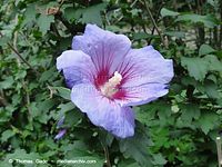 Dateiname=Flora-Strauch-Hibiskus-2010827-018.jpg
Dateigröße=212KB
Abmessungen: 720x541
hinzugefügt am: 01. April 2014 Flora-Strauch-Hibiskus-2010827-018.jpg