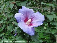 Flora-Strauch-Hibiskus-2010827-018.jpg