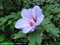 Dateiname=Flora-Strauch-Hibiskus-2010827-019.jpg
Dateigröße=177KB
Abmessungen: 720x541
hinzugefügt am: 01. April 2014 Flora-Strauch-Hibiskus-2010827-019.jpg