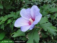 Flora-Strauch-Hibiskus-2010827-019.jpg