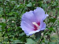 Dateiname=Flora-Strauch-Hibiskus-2010827-020.jpg
Dateigröße=190KB
Abmessungen: 720x541
hinzugefügt am: 01. April 2014 Flora-Strauch-Hibiskus-2010827-020.jpg