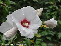 Dateiname=Flora-Strauch-Hibiskus-2010827-021.jpg
Dateigröße=154KB
Abmessungen: 720x541
hinzugefügt am: 01. April 2014 Flora-Strauch-Hibiskus-2010827-021.jpg