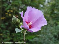 Dateiname=Flora-Strauch-Hibiskus-2010827-022.jpg
Dateigröße=158KB
Abmessungen: 720x541
hinzugefügt am: 01. April 2014 Flora-Strauch-Hibiskus-2010827-022.jpg