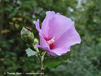 Flora-Strauch-Hibiskus-2010827-022.jpg