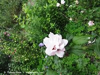 Flora-Strauch-Hibiskus-2010827-024.jpg