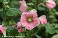 Flora-Strauch-Hibiskus-20120728-26.jpg