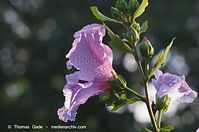 Flora-Strauch-Hibiskus-20120729-74.jpg