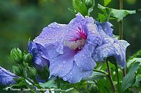 Flora-Strauch-Hibiskus-20120729-75.jpg