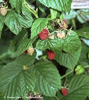 Flora-Strauch-Himbeere-200108-75.jpg