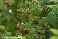 Dateiname=Flora-Strauch-Himbeere-20110703-37.jpg
Dateigröße=177KB
Abmessungen: 720x478
hinzugefügt am: 01. April 2014 Flora-Strauch-Himbeere-20110703-37.jpg