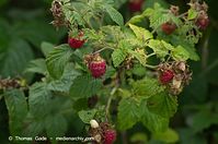 Dateiname=Flora-Strauch-Himbeere-20110703-38.jpg
Dateigröße=169KB
Abmessungen: 720x478
hinzugefügt am: 01. April 2014 Flora-Strauch-Himbeere-20110703-38.jpg