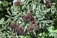 Dateiname=Flora-Strauch-Hollunder-200108-11.jpg
Dateigröße=268KB
Abmessungen: 720x484
hinzugefügt am: 01. April 2014 Flora-Strauch-Hollunder-200108-11.jpg