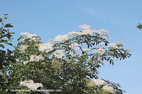 Dateiname=Flora-Strauch-Hollunder-20050621-08.jpg
Dateigröße=209KB
Abmessungen: 720x480
hinzugefügt am: 01. April 2014 Flora-Strauch-Hollunder-20050621-08.jpg