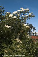 Dateiname=Flora-Strauch-Hollunder-20050621-09.jpg
Dateigröße=245KB
Abmessungen: 480x720
hinzugefügt am: 01. April 2014 Flora-Strauch-Hollunder-20050621-09.jpg