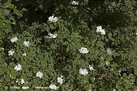 Dateiname=Flora-Strauch-Hollunder-20050621-10.jpg
Dateigröße=269KB
Abmessungen: 720x480
hinzugefügt am: 01. April 2014 Flora-Strauch-Hollunder-20050621-10.jpg