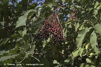 Dateiname=Flora-Strauch-Hollunder-20060924-036.jpg
Dateigröße=190KB
Abmessungen: 720x480
hinzugefügt am: 01. April 2014 Flora-Strauch-Hollunder-20060924-036.jpg