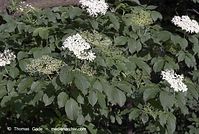 Dateiname=Flora-Strauch-Hollunder-20070517-102.jpg
Dateigröße=213KB
Abmessungen: 720x484
hinzugefügt am: 01. April 2014 Flora-Strauch-Hollunder-20070517-102.jpg