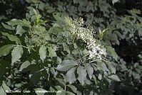 Dateiname=Flora-Strauch-Hollunder-20070517-103.jpg
Dateigröße=197KB
Abmessungen: 720x484
hinzugefügt am: 01. April 2014 Flora-Strauch-Hollunder-20070517-103.jpg