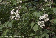 Dateiname=Flora-Strauch-Hollunder-20070528-237.jpg
Dateigröße=216KB
Abmessungen: 720x484
hinzugefügt am: 01. April 2014 Flora-Strauch-Hollunder-20070528-237.jpg