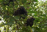 Dateiname=Flora-Strauch-Hollunder-20071003-030.jpg
Dateigröße=247KB
Abmessungen: 720x484
hinzugefügt am: 01. April 2014 Flora-Strauch-Hollunder-20071003-030.jpg