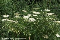 Dateiname=Flora-Strauch-Holunder-20100703-29.jpg
Dateigröße=294KB
Abmessungen: 720x481
hinzugefügt am: 01. April 2014 Flora-Strauch-Holunder-20100703-29.jpg