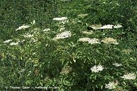 Dateiname=Flora-Strauch-Holunder-20100703-30.jpg
Dateigröße=312KB
Abmessungen: 720x481
hinzugefügt am: 01. April 2014 Flora-Strauch-Holunder-20100703-30.jpg
