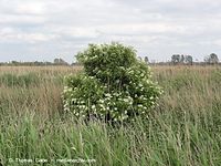 Flora-Strauch-Holunder-20110529-55.jpg