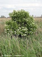 Flora-Strauch-Holunder-20110529-56.jpg