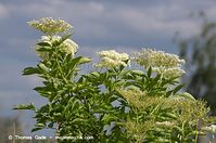 Flora-Strauch-Holunder-20120617-519.jpg