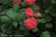 Flora-Strauch-Hortensie-20090628-50.jpg