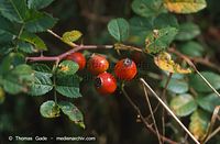 Flora-Strauch-Hundsrose-199809-02a.jpg