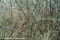 Flora-Strauch-Hundsrose-200110-015.jpg
