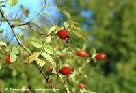 Flora-Strauch-Hundsrose-200110-07.jpg