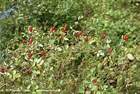 Flora-Strauch-Hundsrose-200110-126.jpg