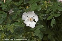 Flora-Strauch-Hundsrose-20050621-05.jpg
